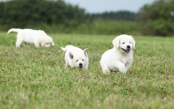 Belo grupo de filhotes golden retriever correndo — Fotografia de Stock