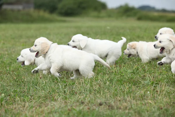 Grupa wspaniałych złoty pies myśliwski szczeniaki uruchomiona — Zdjęcie stockowe