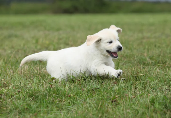 Golden retriever puppy running — Stock Photo, Image