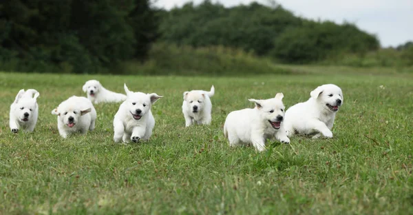 Schöne Gruppe von Golden Retriever Welpen läuft — Stockfoto