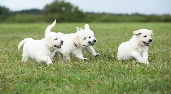 Прекрасная группа щенков золотистых ретриверов бежит — стоковое фото