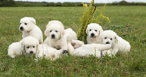 ゴールデンレトリバーの子犬たちの素晴らしいグループ — ストック写真