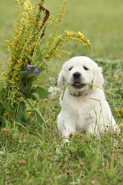 漂亮的金色猎犬小狗 — 图库照片