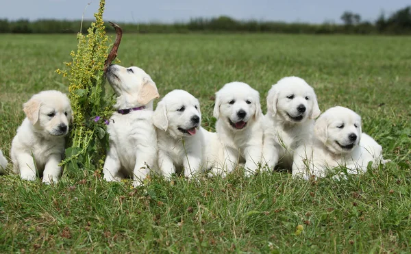 Incrível grupo de filhotes golden retriever — Fotografia de Stock