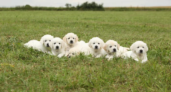 Increíble grupo de cachorros golden retriever —  Fotos de Stock