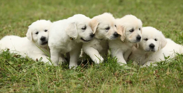 Erstaunliche Gruppe von Golden Retriever Welpen — Stockfoto