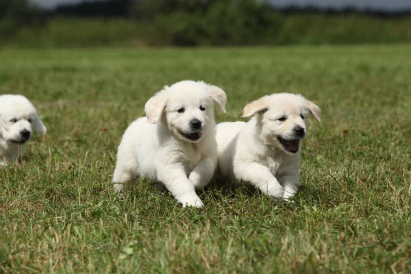 Beautiful group of golden retriever puppies running — Stock Photo, Image