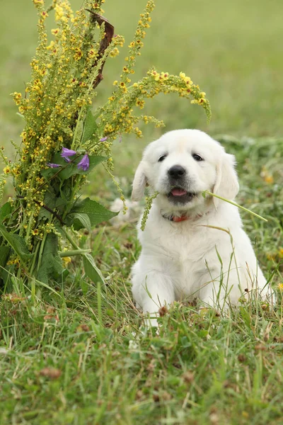 Nice golden retriever puppy — Stock Image Nice golden retriever puppy Stock Image