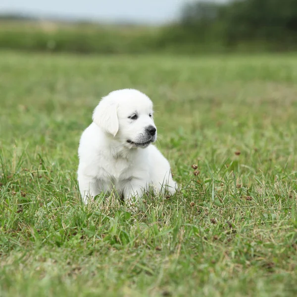 Mooie golden retriever pup — Stockfoto