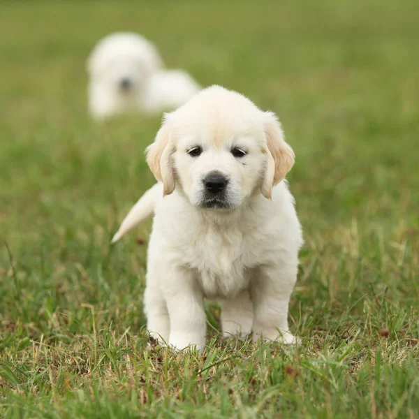 Nice golden retriever puppy — Stock Photo, Image