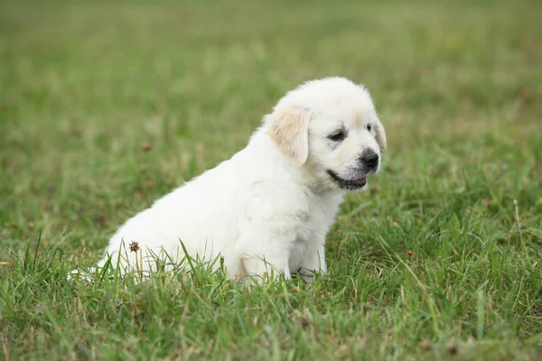 Bom cachorro golden retriever — Fotografia de Stock