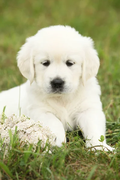 Fina golden retriever valp — Stockfoto