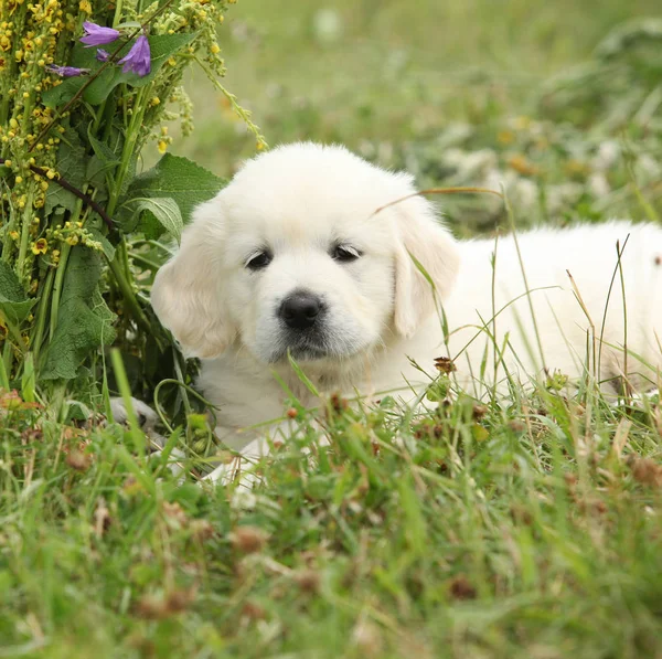 Lindo cachorro golden retriever com flores — Fotografia de Stock