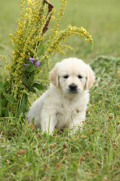 Bel cucciolo golden retriever — Foto Stock