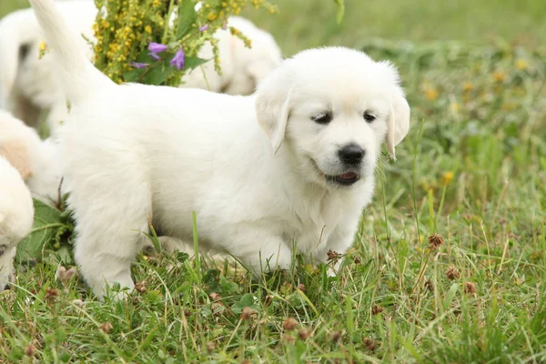 Gorgeous golden retriever puppy — Stock Photo, Image