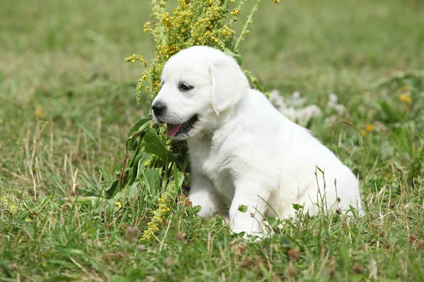 Bonito cachorro golden retriever —  Fotos de Stock
