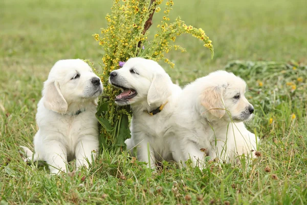 Three puppies of golden retriever playing — Stock Photo, Image