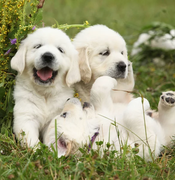 Три щенка золотистого ретривера играют — стоковое фото
