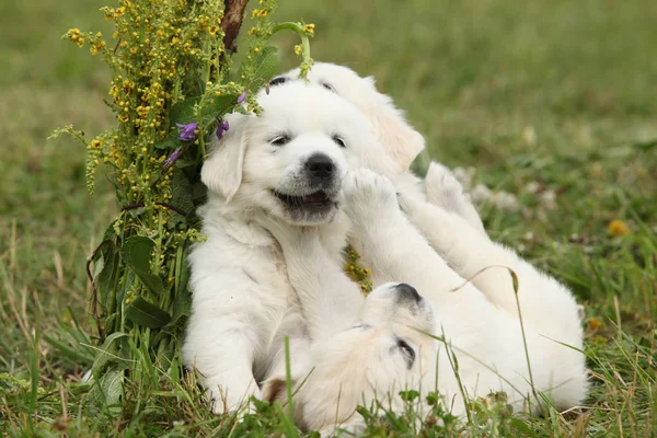 Tres cachorros de golden retriever jugando — Foto de Stock