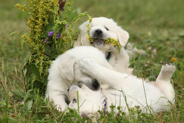 Tre cuccioli di golden retriever che giocano — Foto Stock