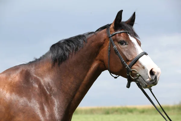 Incredibile cavallo marrone — Foto Stock