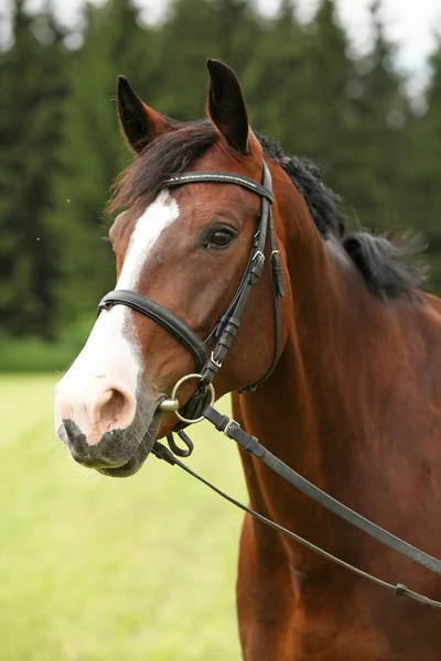 Incrível cavalo marrom — Fotografia de Stock