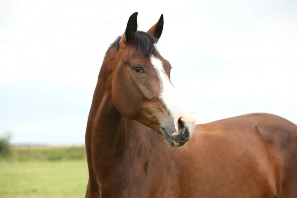 Geweldige bruin paard — Stockfoto