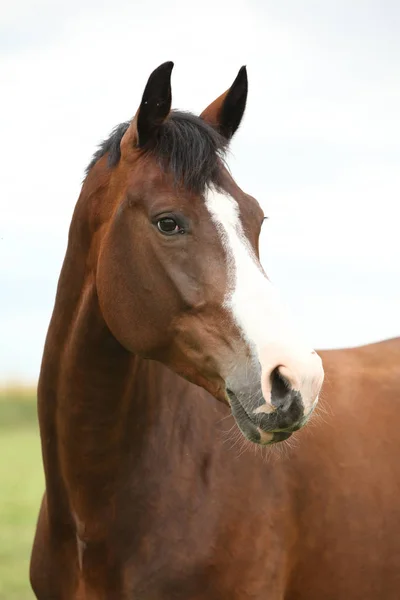 Amazing brown horse — Stock Photo, Image