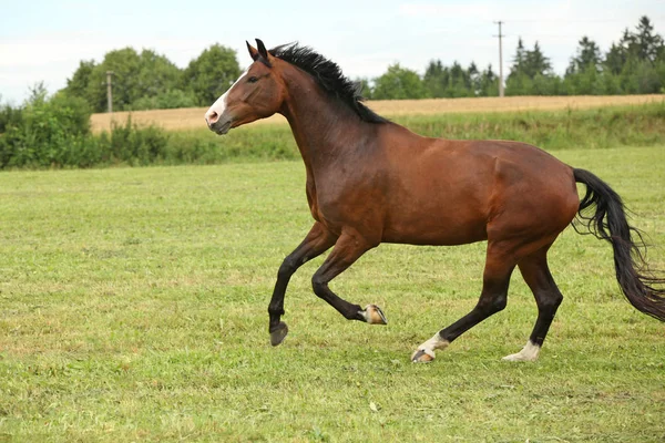 아름 다운 갈색 말 자유에서 실행 — 스톡 사진
