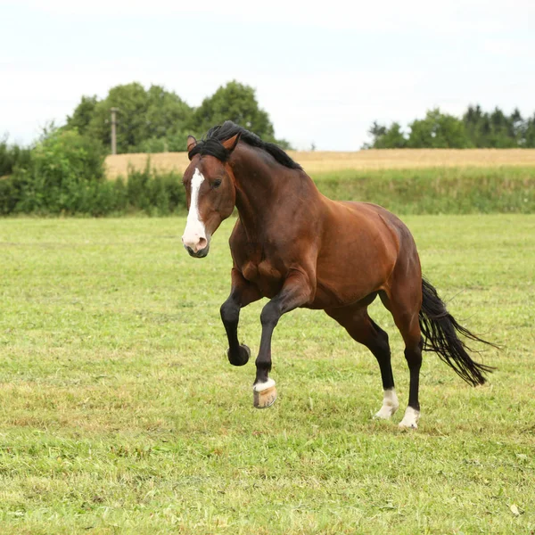 Güzel kahverengi at özgürlük atlama — Stok fotoğraf