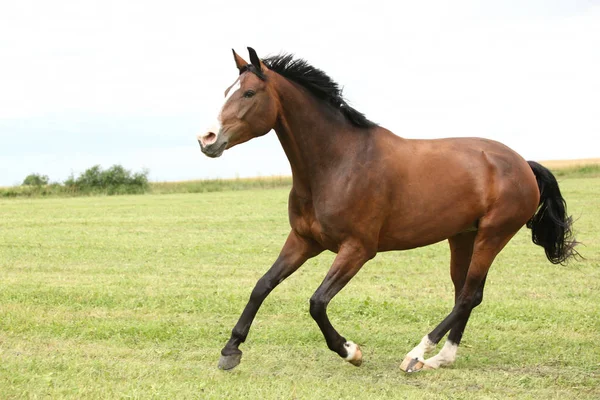 Bellissimo cavallo bruno che corre in libertà — Foto Stock