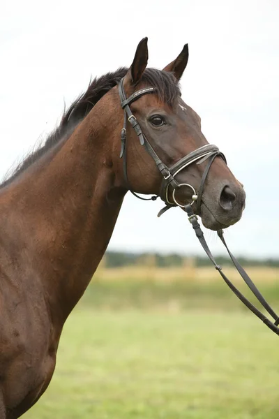 Nice brown purebred horse — Stock Image Nice brown purebred horse Royalty Free Stock Photos