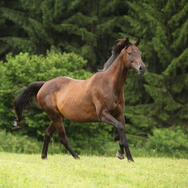 Tek başına çalışan inanılmaz kahverengi at