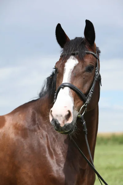 Incrível cavalo marrom — Fotografia de Stock