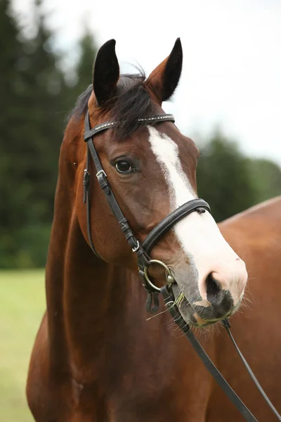 素晴らしい茶色の馬 — ストック写真
