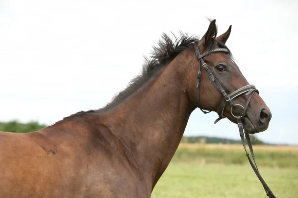 Joli cheval de race brune — Photo