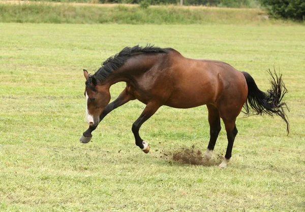 Beautiful brown horse jumping in freedom — Stock Photo, Image