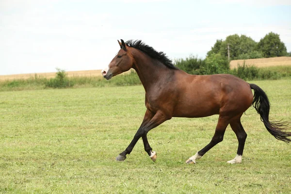 Hermoso caballo marrón corriendo en libertad — Foto de Stock