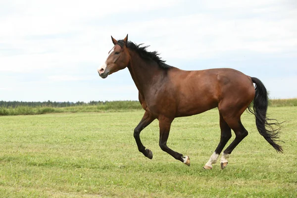 Piękny koń brązowy, uruchomiona w wolności — Zdjęcie stockowe