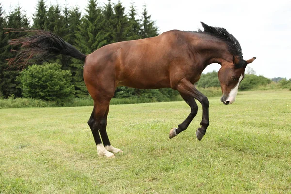 Bellissimo cavallo bruno che salta in libertà — Foto Stock