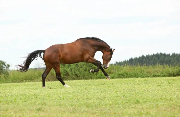Bellissimo cavallo bruno che corre in libertà — Foto Stock