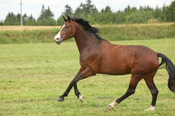 Indah coklat kuda berjalan dalam kebebasan — Stok Foto