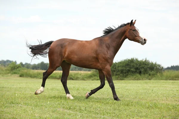 Beautiful brown horse running in freedom — Stock Image Beautiful brown horse running in freedom Stock Photo