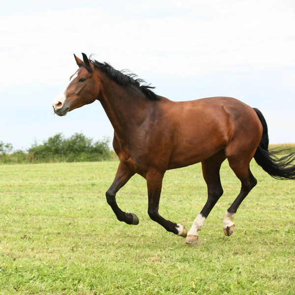 Beautiful brown horse running in freedom — Stock Image Beautiful brown horse running in freedom Royalty Free Stock Photos