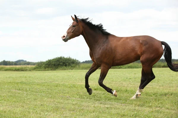 Schönes braunes Pferd läuft in Freiheit — Stockfoto