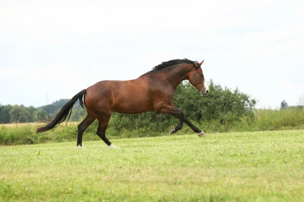 Hermoso caballo marrón corriendo en libertad — Foto de Stock