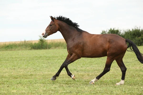 Beautiful brown horse running in freedom — Stock Photo, Image