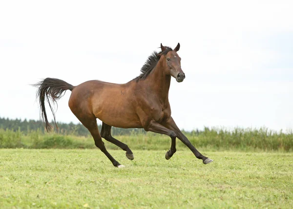 Amazing brown horse running alone