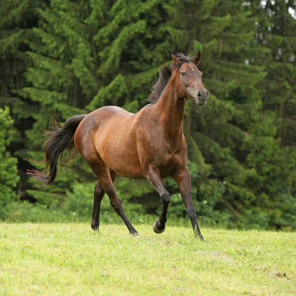 Úžasné hnědé koně běží sám — Stock fotografie