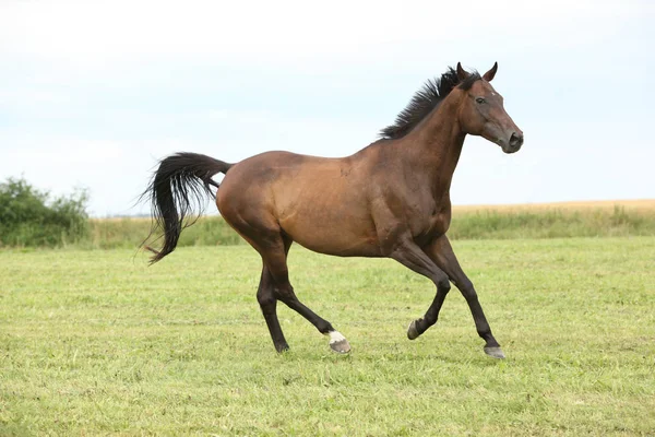 Fantastiska brun häst kör ensam — Stockfoto